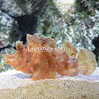 Eschmeyer's Scorpionfish  (click for more detail)