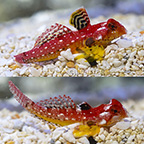 Ruby Red Scooter Dragonet (Bonded Pair) (click for more detail)