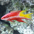 Cuban Hogfish  (click for more detail)