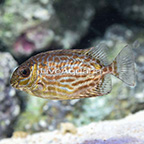 Biota Tank Raised Golden Lined Rabbitfish (click for more detail)