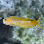 African Gold Midas Blenny (click for more detail)