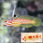 USA Captive-Bred Yasha Goby, Female with Red Banded Pistol Shrimp (click for more detail)