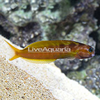 African Gold Midas Blenny (click for more detail)