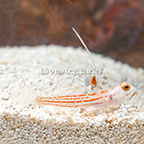 Yasha Goby Male (click for more detail)