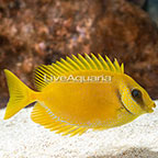 Blue Spotted Rabbitfish  (click for more detail)