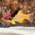 Coral Hogfish (click for more detail)