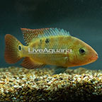 Mayan Cichlid (click for more detail)