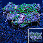 Colony Polyp Rock Zoanthus Vietnam  (click for more detail)