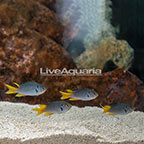 Regal Damselfish, (Group of 4) (click for more detail)
