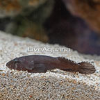 Caribbean Black Clingfish  (click for more detail)