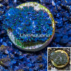 LiveAquaria® Cultured Sympodium Coral (click for more detail)