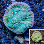 LiveAquaria® Cultured Ultra Chalice Coral (click for more detail)