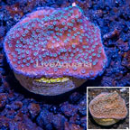 LiveAquaria® Cultured Montipora Coral (click for more detail)