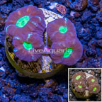 LiveAquaria® Cultured Candy Cane Coral (click for more detail)