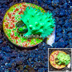 LiveAquaria® Cultured Green Cabbage Leather Coral (click for more detail)