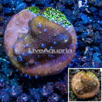 LiveAquaria® Cultured Blue Ridge Coral (click for more detail)