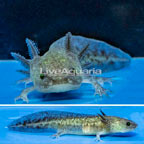 Melanistic Axolotl, GFP  (click for more detail)