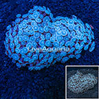 Alveopora Coral Australia  (click for more detail)