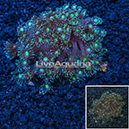 Flowerpot Goniopora Coral Australia (click for more detail)