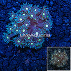 Flowerpot Goniopora Coral Vietnam (click for more detail)