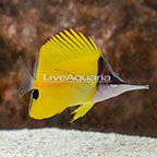 Longnose Butterflyfish  (click for more detail)