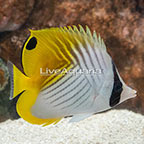 Auriga Butterflyfish  (click for more detail)