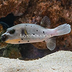 Yellow Belly Dogface Puffer (click for more detail)