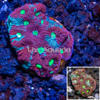 LiveAquaria® Cultured War Coral (click for more detail)