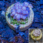 LiveAquaria® Cultured Goniopora Coral (click for more detail)