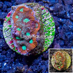 LiveAquaria® Cultured War Coral (click for more detail)