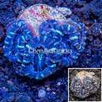 LiveAquaria® Cultured Acan Lord Coral (click for more detail)