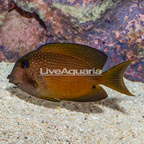 Two Spot Bristletooth Tang (click for more detail)