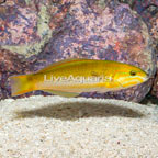 Banana Wrasse (click for more detail)