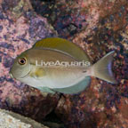 Epaulette Surgeonfish (click for more detail)