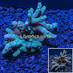 USA Cultured Branching Acropora Coral  (click for more detail)