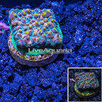 LiveAquaria® Cultured Chalice Coral Indonesia (click for more detail)