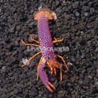 Debelius' Reef Lobster [Blemish] (click for more detail)