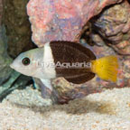 Banner Wrasse  (click for more detail)