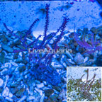 Pink Muricella Sea Fan (click for more detail)