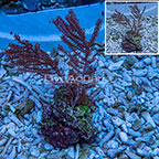 Purple Frilly Gorgonian (click for more detail)