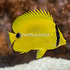 Blue Spot Butterflyfish EXPERT ONLY (click for more detail)