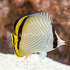 Vagabond Butterflyfish (click for more detail)