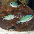 Blue/Green Reef Chromis (Trio) (click for more detail)