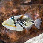 Humu Picasso Triggerfish  (click for more detail)