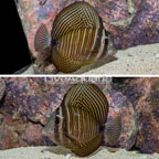 Desjardini Sailfin Tang [Blemish] (click for more detail)