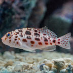 Spotted Pixie Hawkfish (click for more detail)