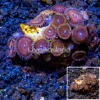 USA Cultured Zoanthus Coral (click for more detail)