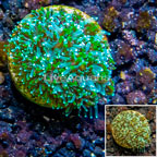 LiveAquaria® Cultured Galaxea Coral (click for more detail)