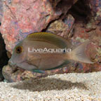 Orange Striped Bristletooth Tang (click for more detail)