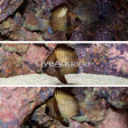 Cloudy Damselfish, Trio (click for more detail)